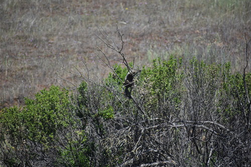 iNaturalist observation photo of California Ground Squirrel