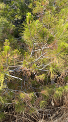 Pinus halepensis