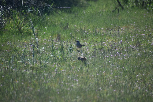 iNaturalist observation photo of White-crowned Sparrow