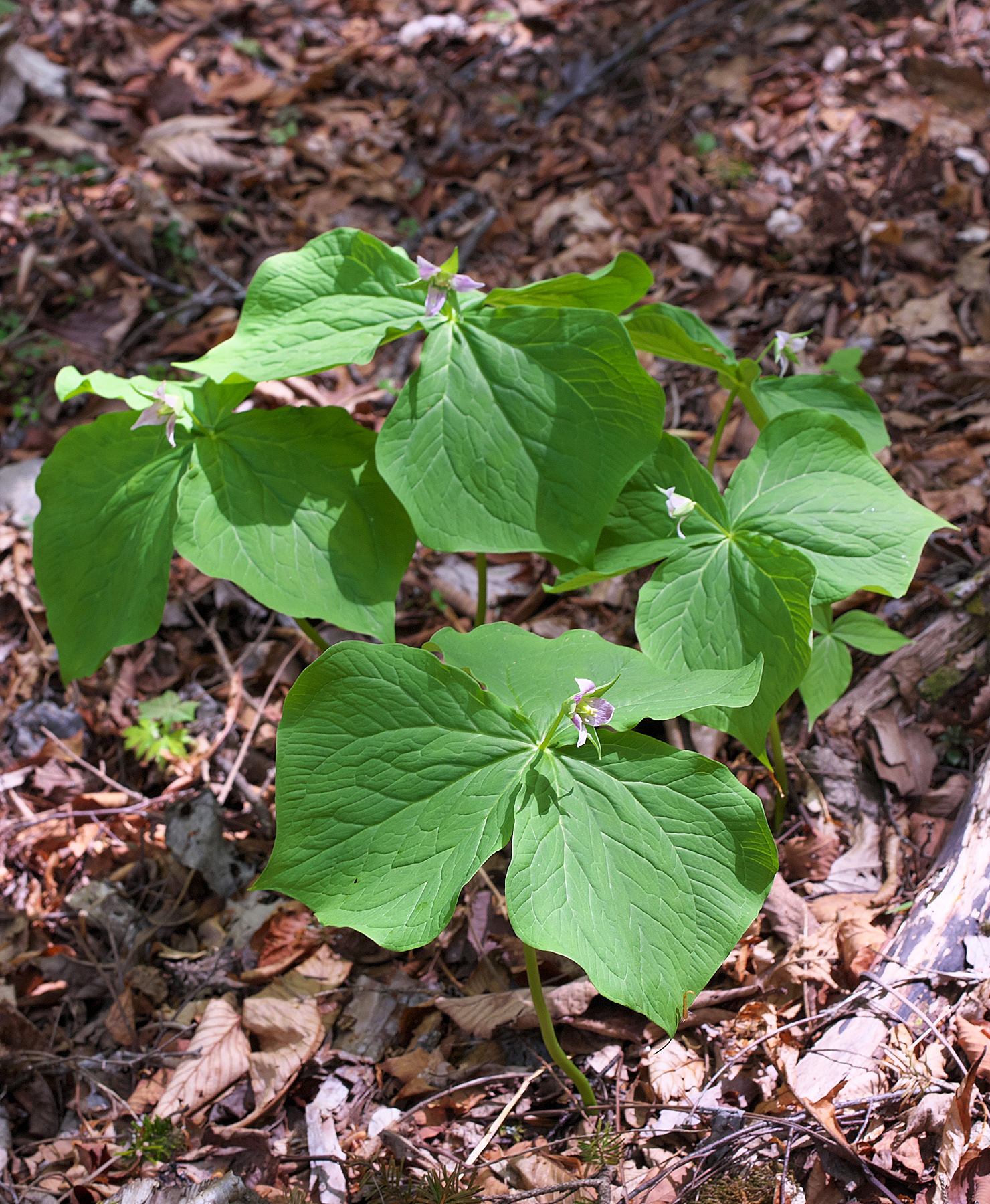 Trillium Tschonoskii Maxim.