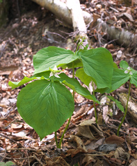 Trillium tschonoskii