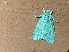 Acronicta americana