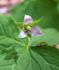 Trillium tschonoskii
