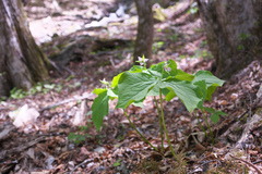 Trillium tschonoskii