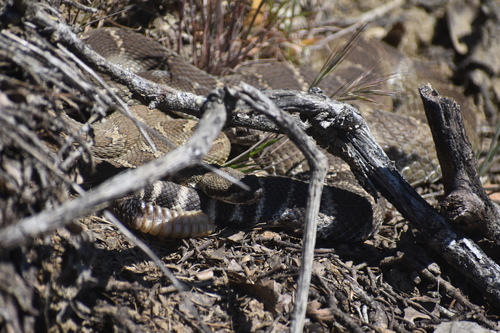 iNaturalist observation photo of Northern Pacific Rattlesnake