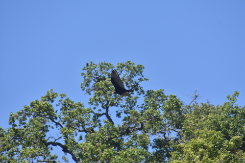 iNaturalist observation photo of Turkey Vulture