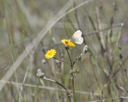 iNaturalist observation photo of Common Ringlet