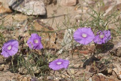 Ipomoea ternifolia