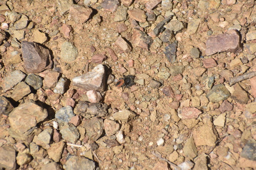 iNaturalist observation photo of Johnson's Jumping Spider