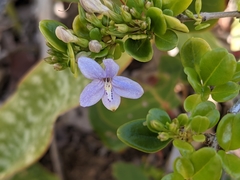 Oplonia spinosa