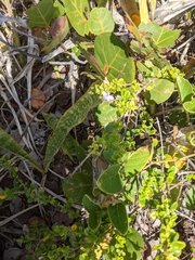 Oplonia spinosa