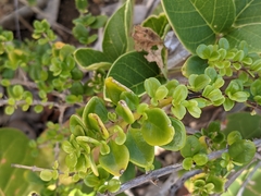Oplonia spinosa