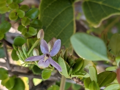 Oplonia spinosa