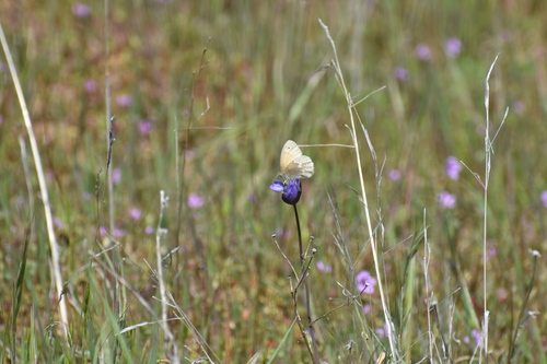 iNaturalist observation photo of Common Ringlet