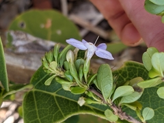 Oplonia spinosa