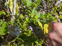 Oplonia spinosa