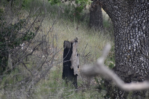 iNaturalist observation photo of California Ground Squirrel