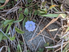 Evolvulus convolvuloides