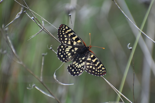iNaturalist observation photo of Variable Checkerspot