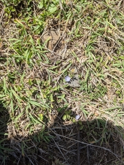 Evolvulus convolvuloides