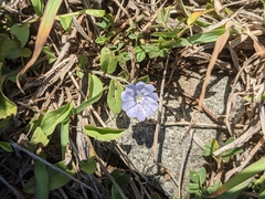 Evolvulus convolvuloides