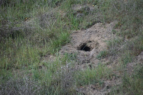 iNaturalist observation photo of American Badger