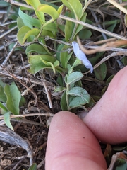 Evolvulus convolvuloides