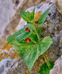 Scrophularia peregrina