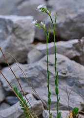 Arabis pycnocarpa