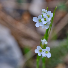 Arabis pycnocarpa