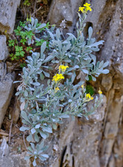 Resetnikia triquetra