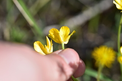Ranunculus millefoliatus