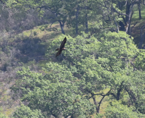iNaturalist observation photo of Golden Eagle