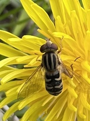 Anasimyia anausis