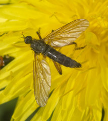 Empis opaca