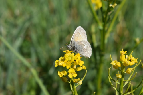iNaturalist observation photo of Common Ringlet