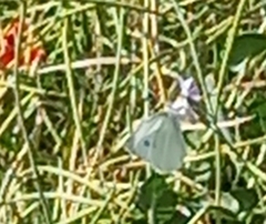 Pieris rapae