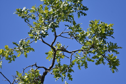 iNaturalist observation photo of White-breasted Nuthatch