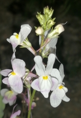 Linaria maroccana