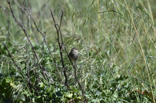 iNaturalist observation photo of Golden-crowned Sparrow