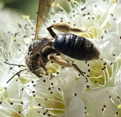 Andrena crataegi
