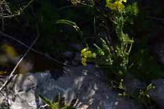 Biscutella cichoriifolia