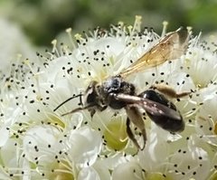 Andrena crataegi