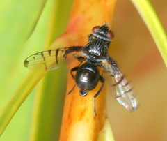 Neoardelio alternatus