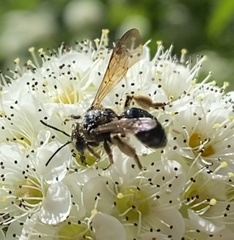 Andrena crataegi