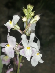 Linaria maroccana
