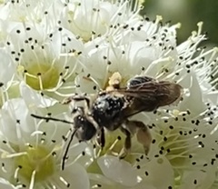 Andrena crataegi