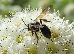 Andrena crataegi