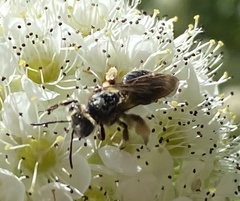 Andrena crataegi