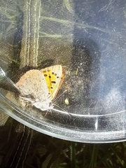 Lycaena phlaeas